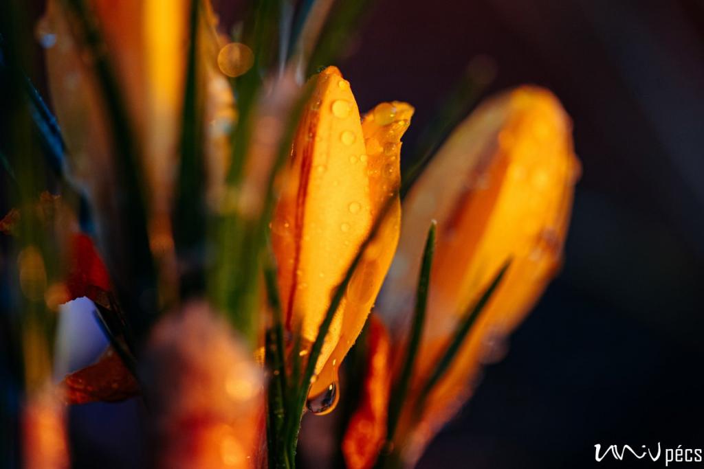 Spring flowers; photo: Szabolcs Csortos